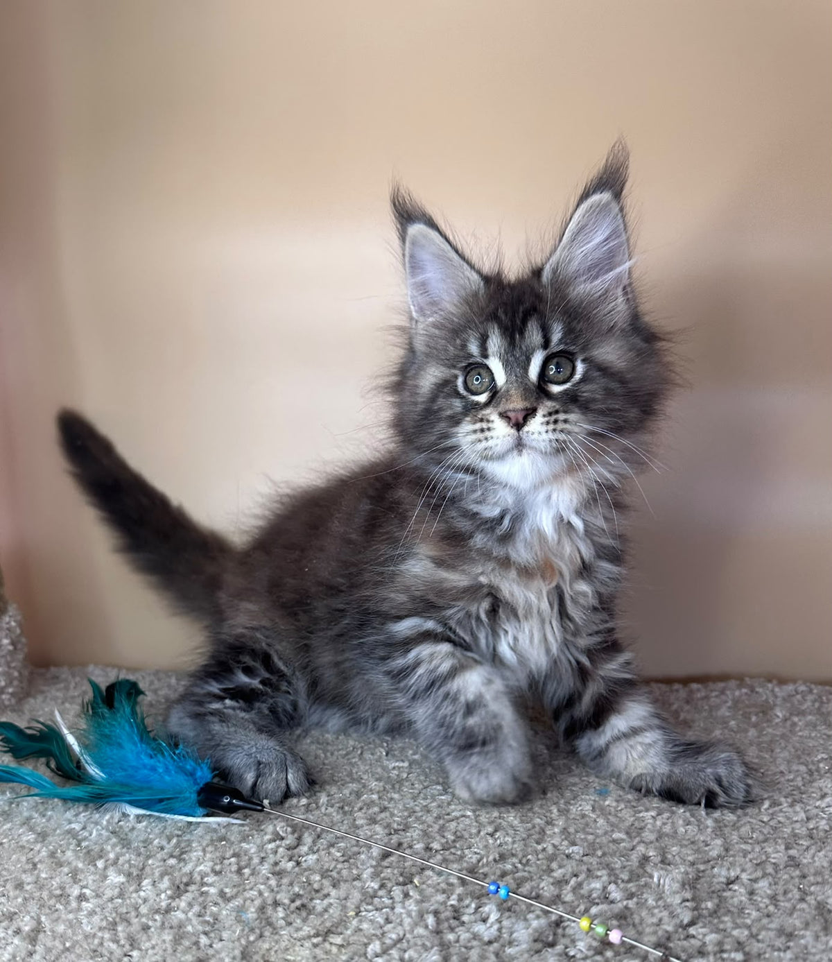 Diana Maine Coon female, black tortie tabby