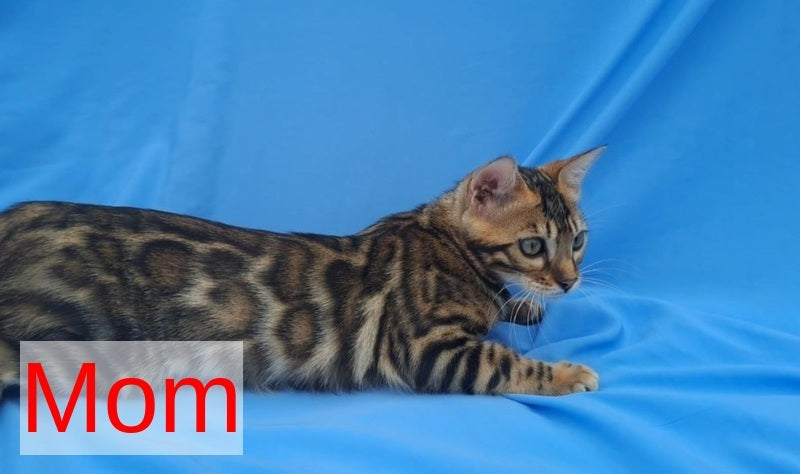 Kristen Bengal male black spotted tabby pointed - live animals