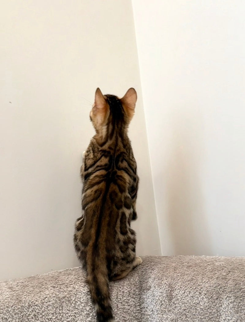 Blake Bengal male black spotted tabby - live animals