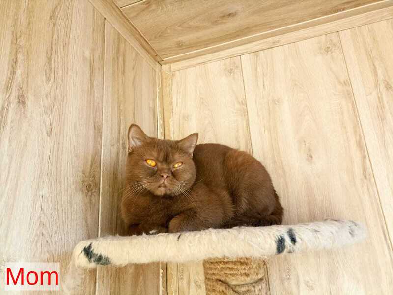 Gerda British Shorthair female black - live animals