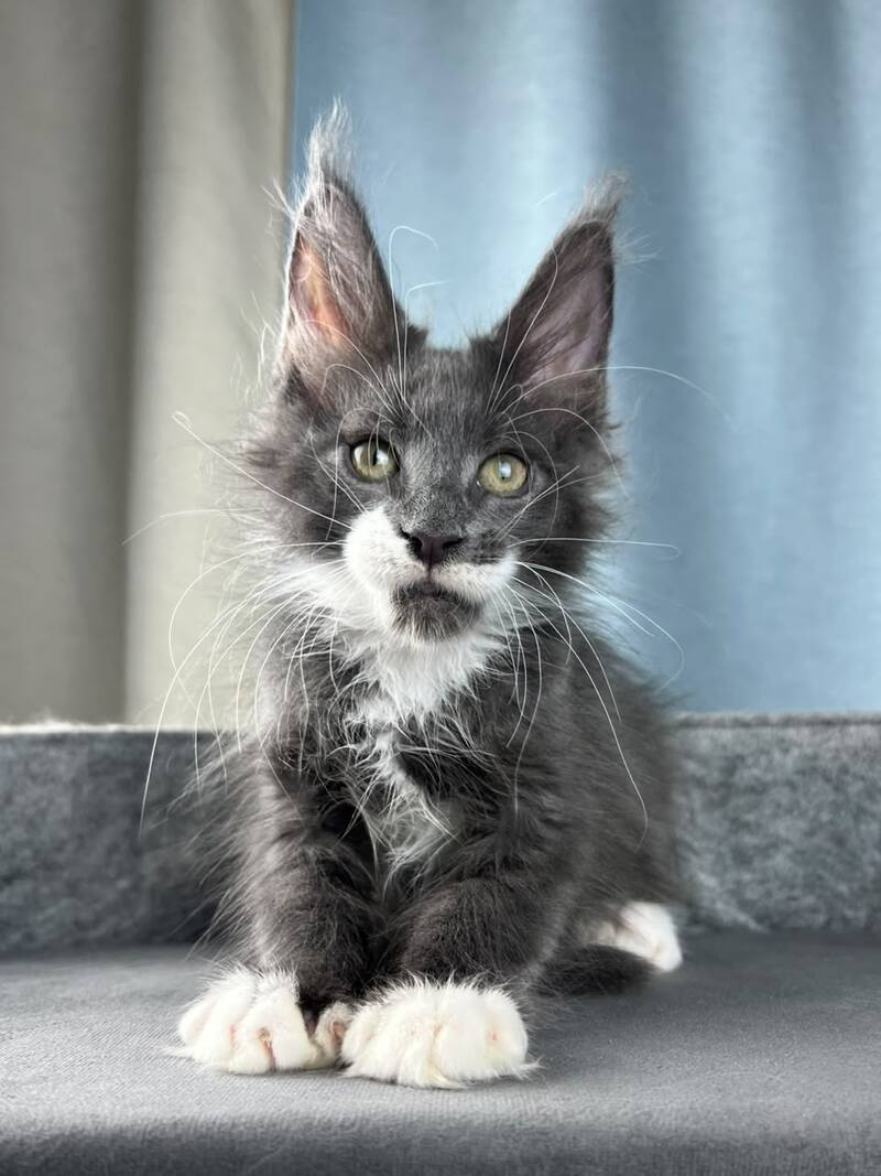 Nautilus Maine Coon male, blue with white