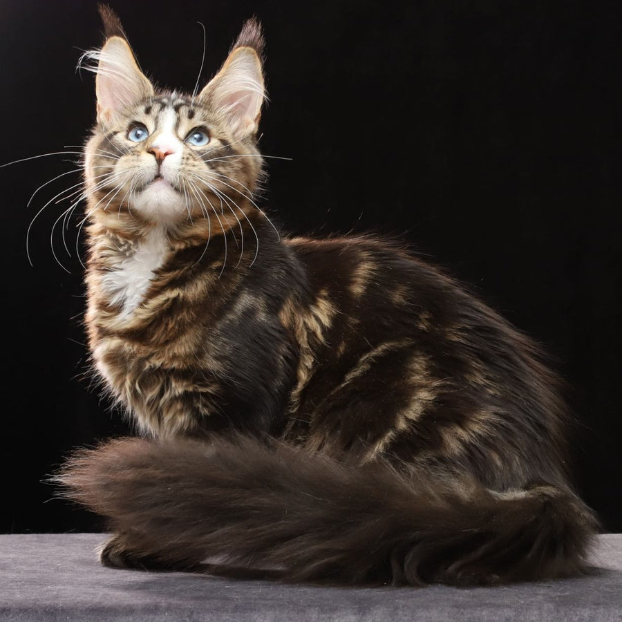 Robson Maine Coon male, black tabby bicolour