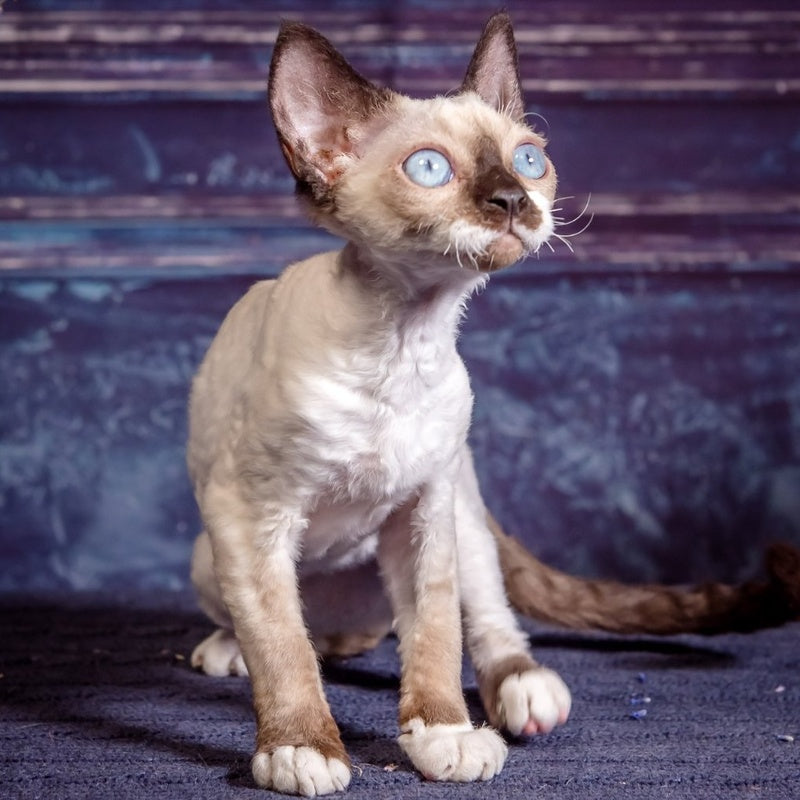 Iriska Devon Rex female, chocolate bicolour pointed