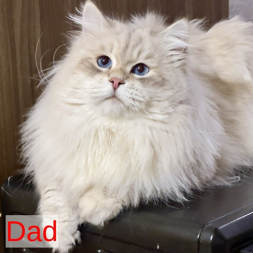 Yuna Siberian female, black golden tabby