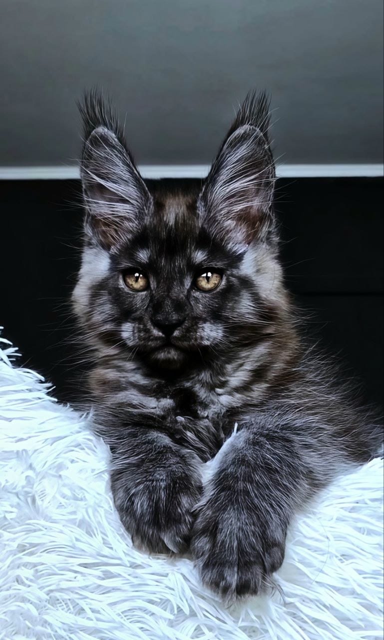 Kasperov Maine Coon male, black silver
