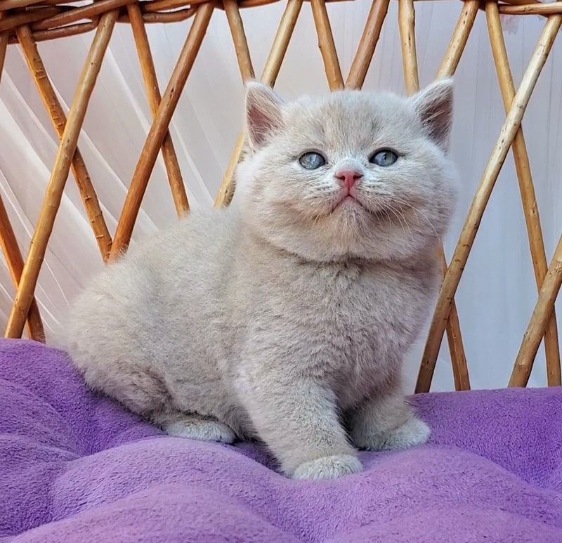 Yasmine British Shorthair female, fawn