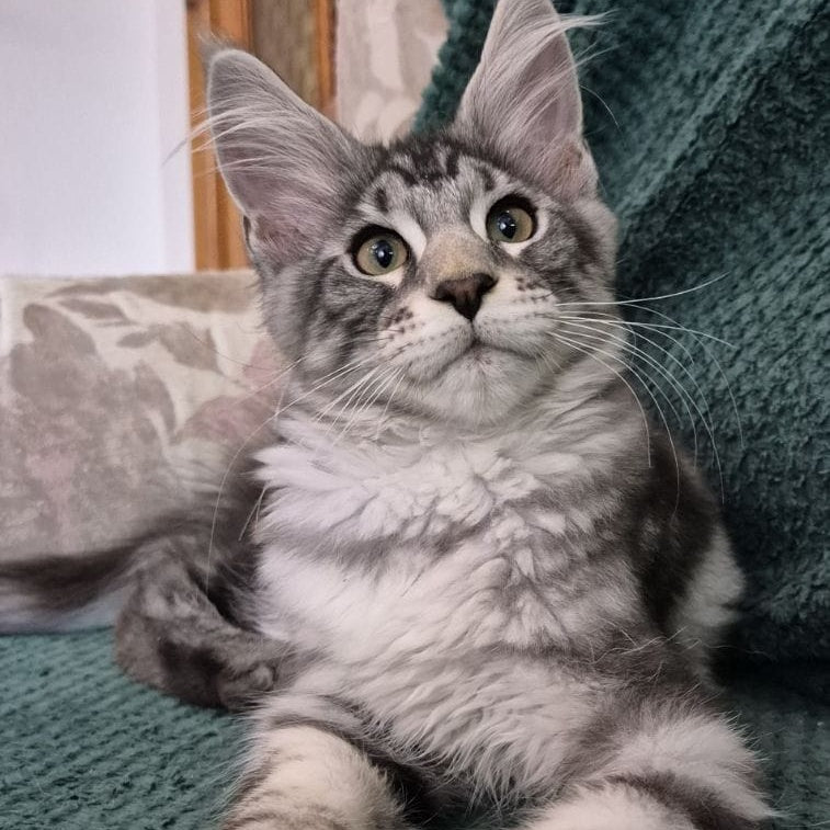 Kohinoor Maine Coon male, black silver tabby