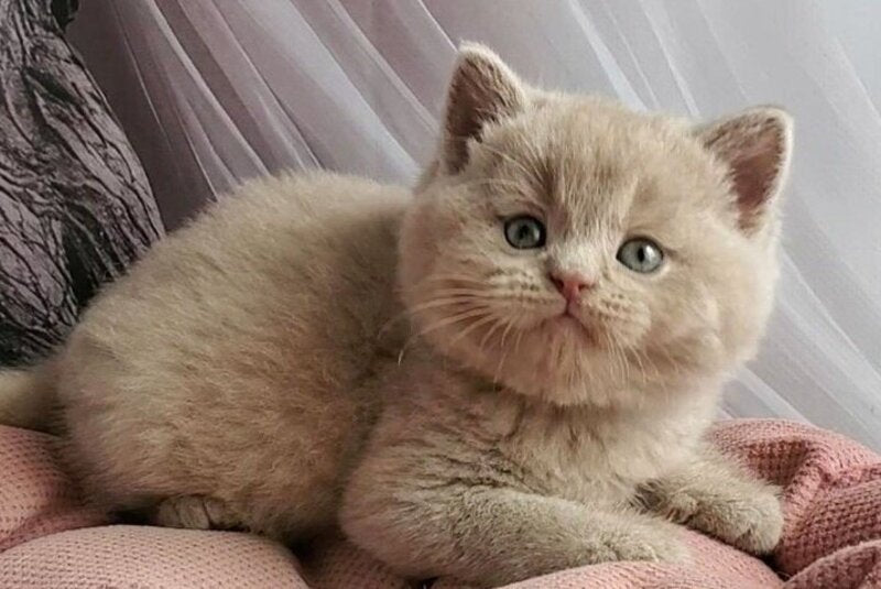 Ulysses British Shorthair male, fawn