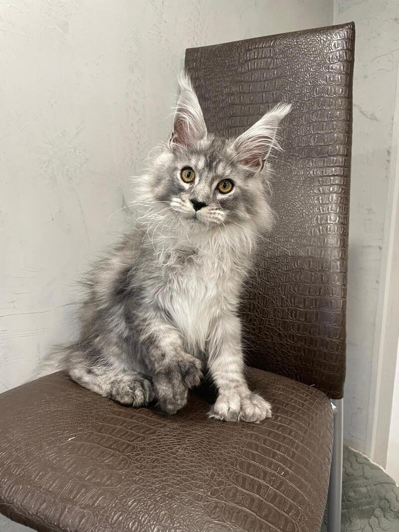 Dankos Maine Coon polydactyl male, black silver ticked tabby