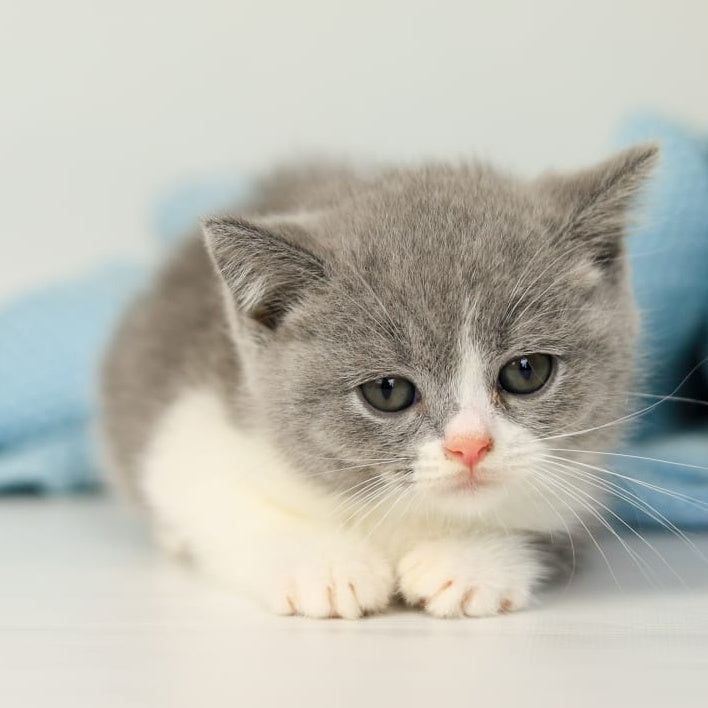 Paula British Shorthair female, blue bicolour
