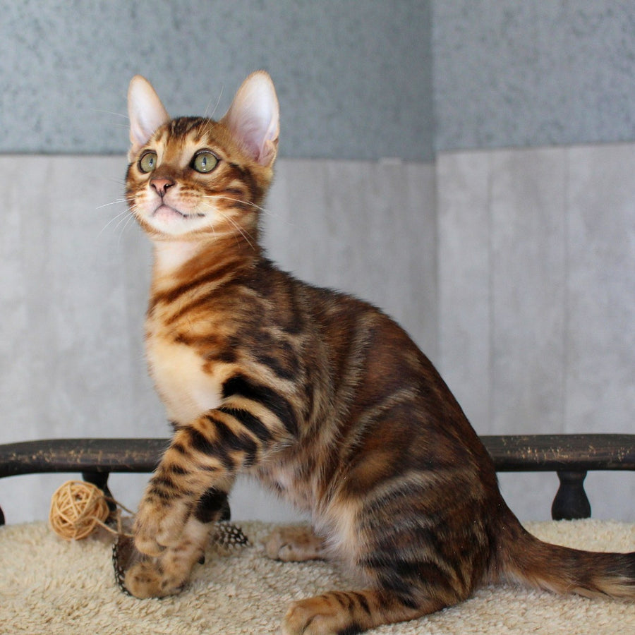 Elvis Bengal male, black spotted tabby