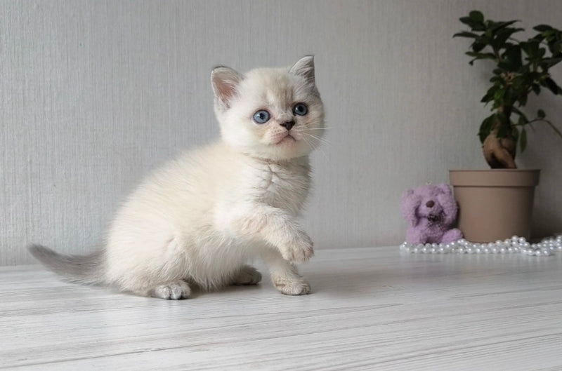 Hani Scottish Straight female, black tabby pointed