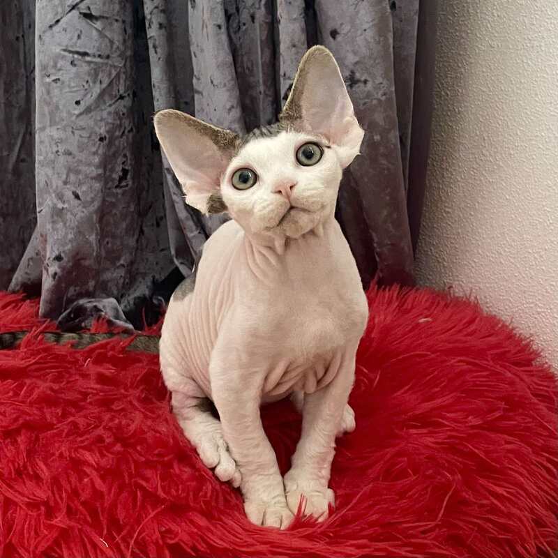 Iron Vale Devon Rex male black van spotted tabby - live animals