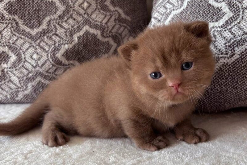 Jacky British Shorthair male, cinnamon