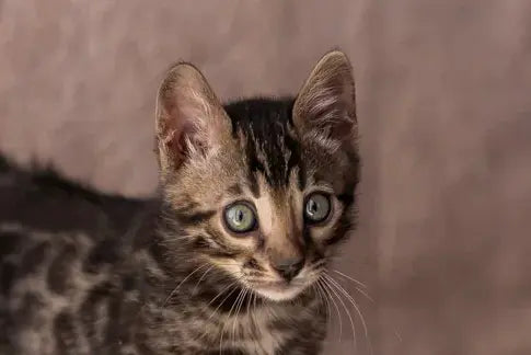 Thor Bengal male black spotted tabby - live animals