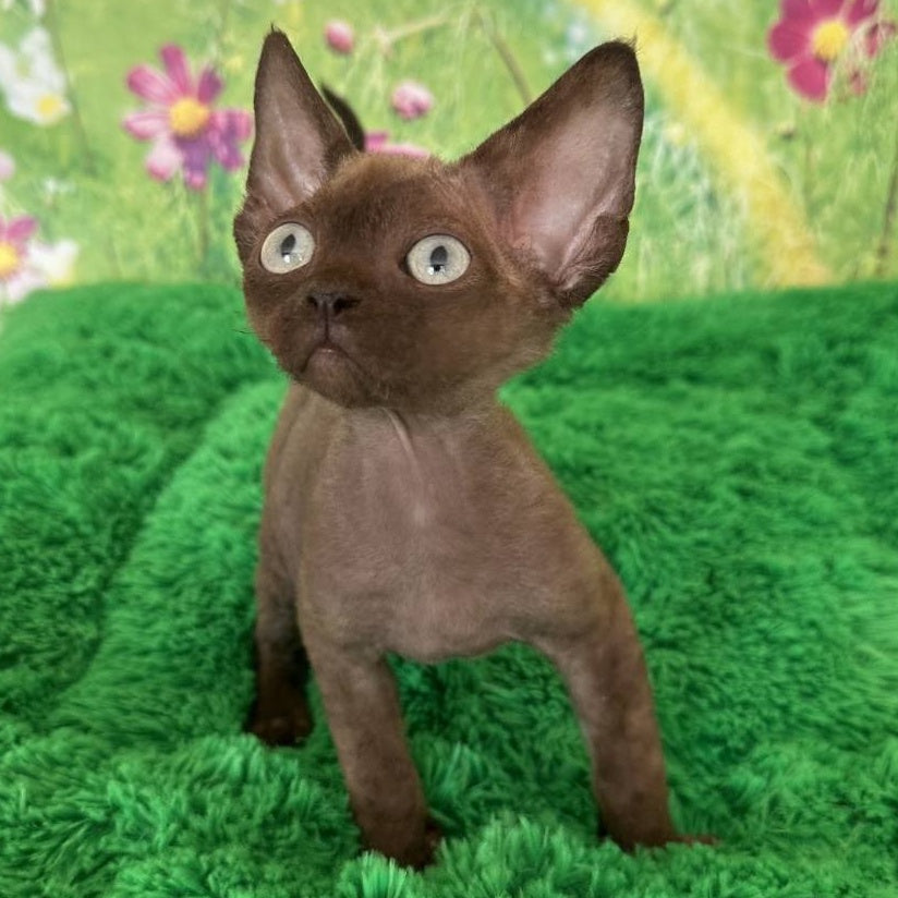 Ike Devon Rex male, chocolate