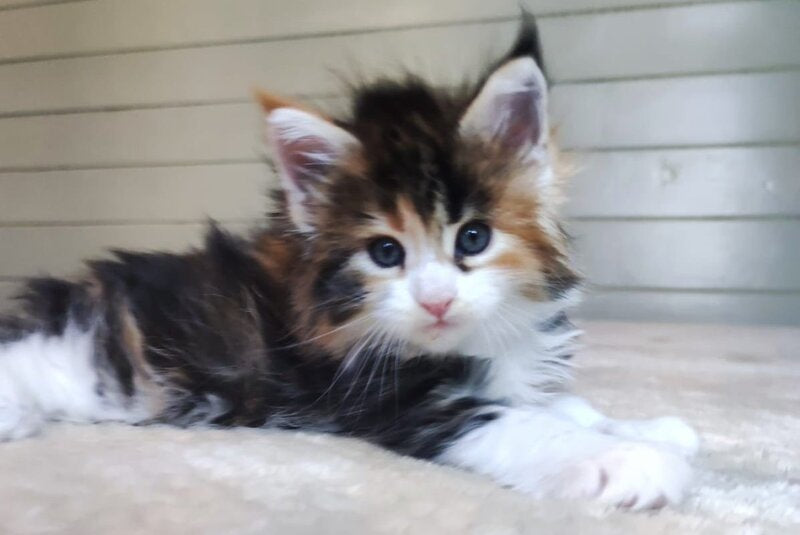Ecstazy Maine Coon female polydactyl, black tortie bicolour