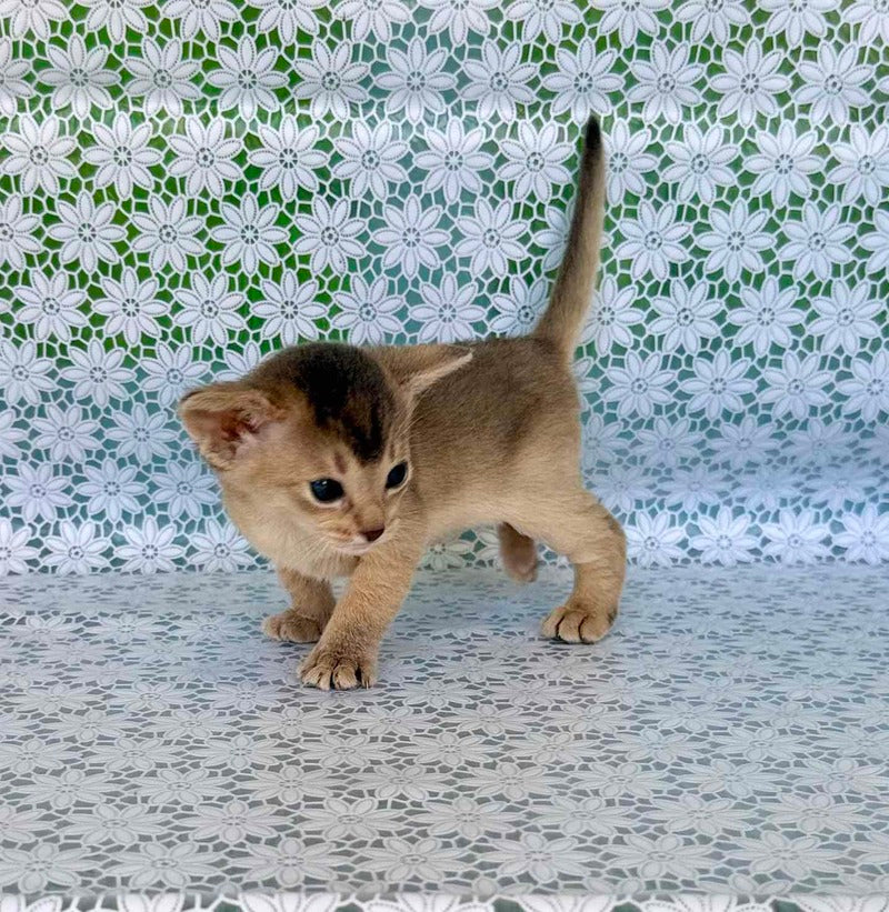 Zhasmin Abyssinian female blue - live animals