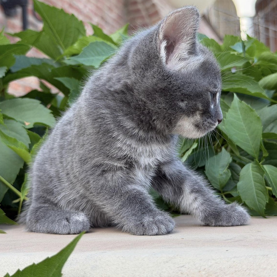 Calvin Bengal male, blue silver spotted tabby