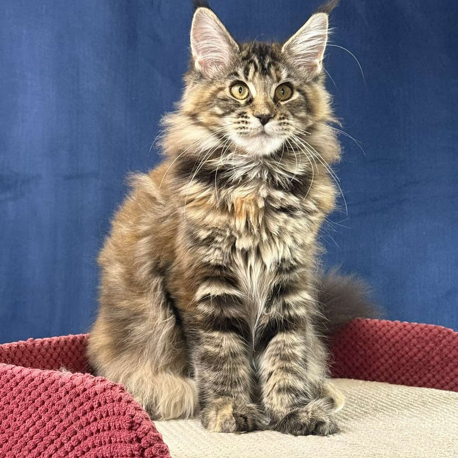 Calina Maine Coon female, black tortie tabby