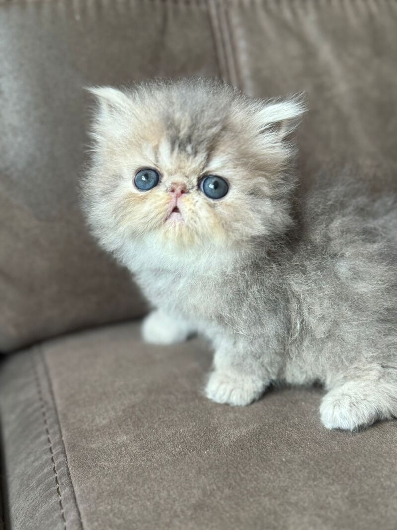 Tamara Persian female blue tortie silver tabby - live animals