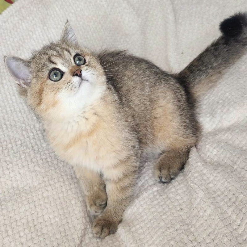 Kababis British Shorthair male, black golden ticked tabby