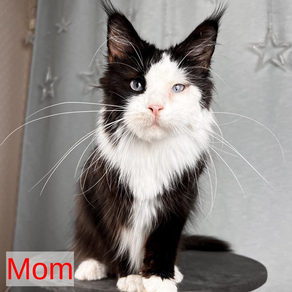 Quincy Maine Coon female, black silver tabby