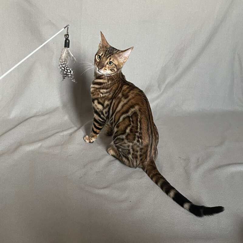 Joker Bengal male, black spotted tabby
