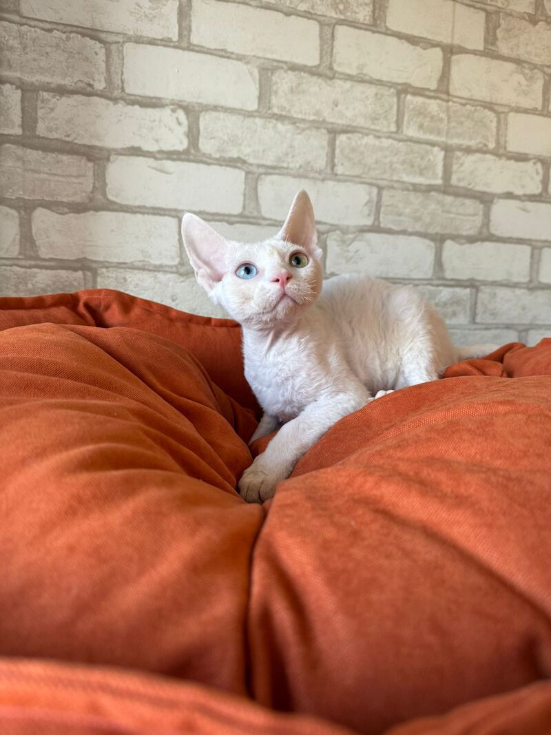 Arahis Devon Rex male, white