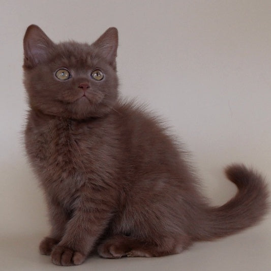 Vatson Scottish Fold male, cinnamon