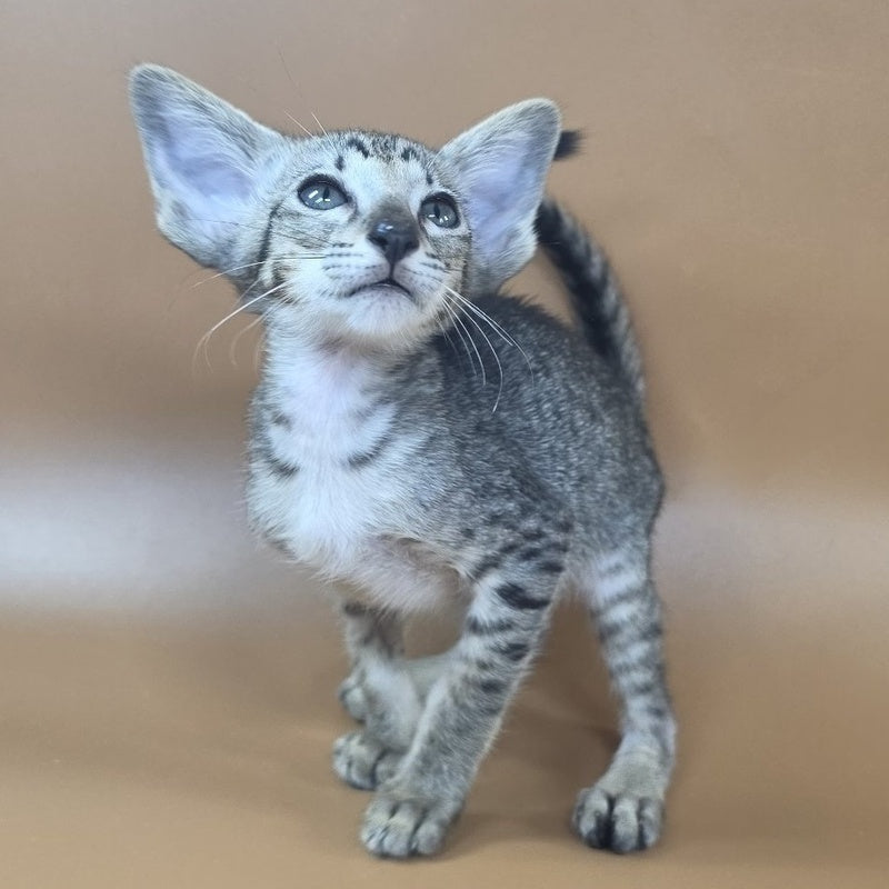 Yara Oriental Shorthair female, black spotted tabby
