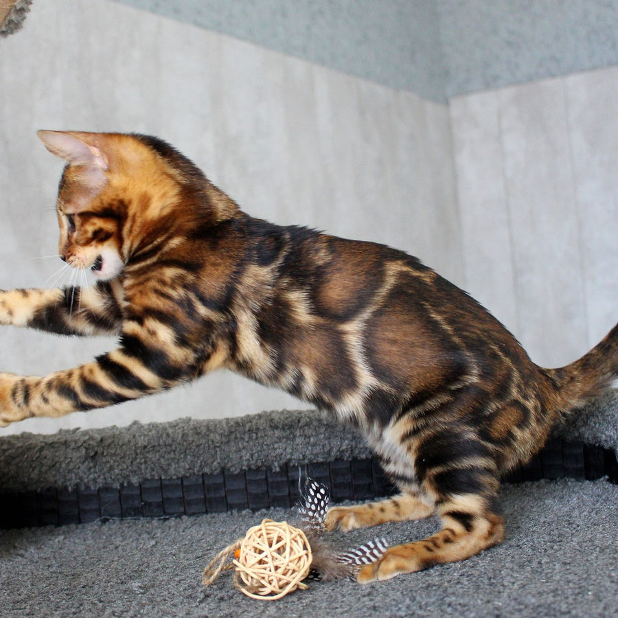 Elsa Bengal female, black spotted tabby