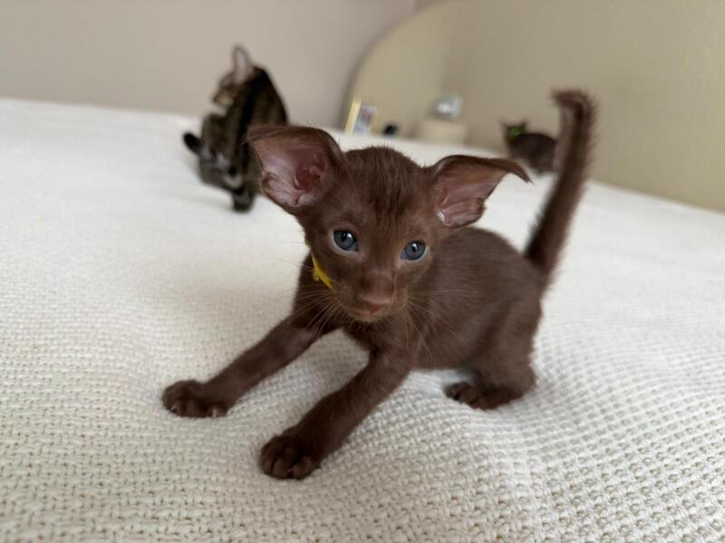 Adele Oriental Shorthair female chocolate - live animals