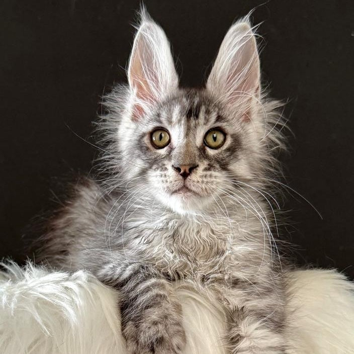 Lans Maine Coon male, black silver tabby