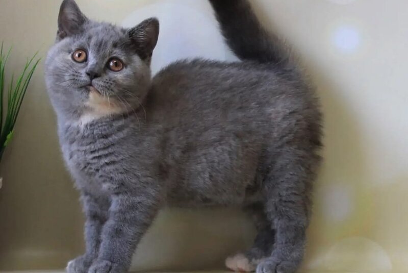 Cessi British Shorthair female blue tortie - live animals
