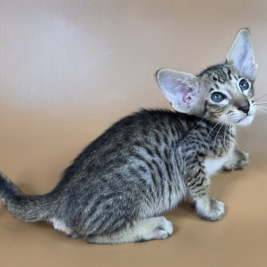 Brawnie Oriental Shorthair male, black spotted tabby
