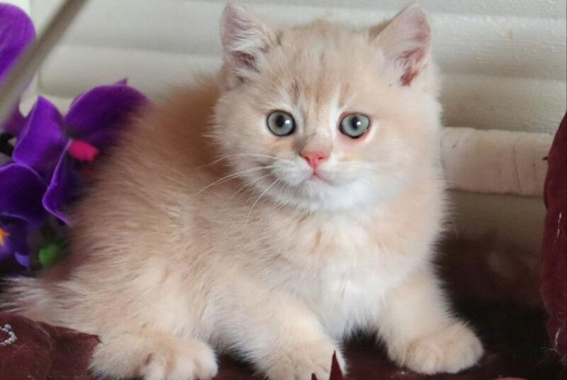 Roman British Shorthair male, cream golden chinchilla