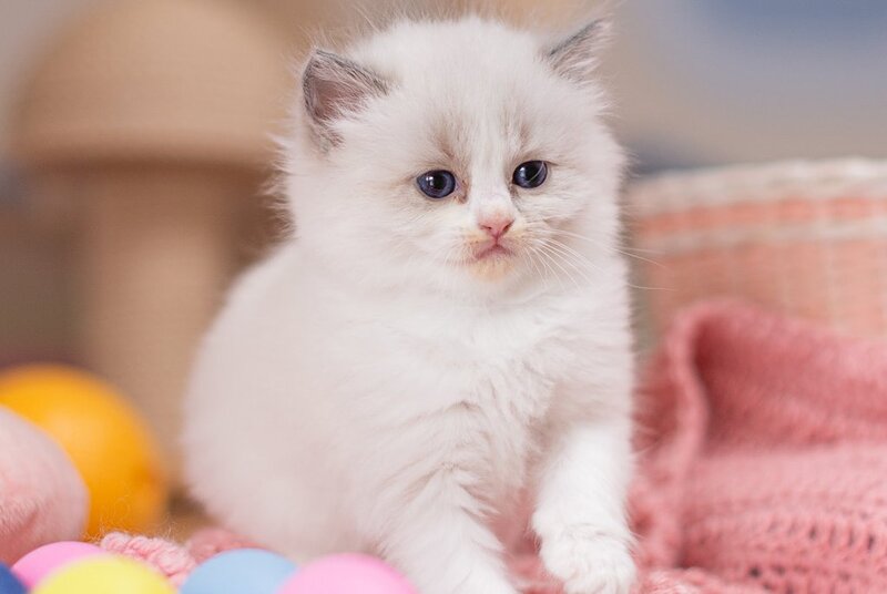 Winnie Ragdoll female, blue bicolour