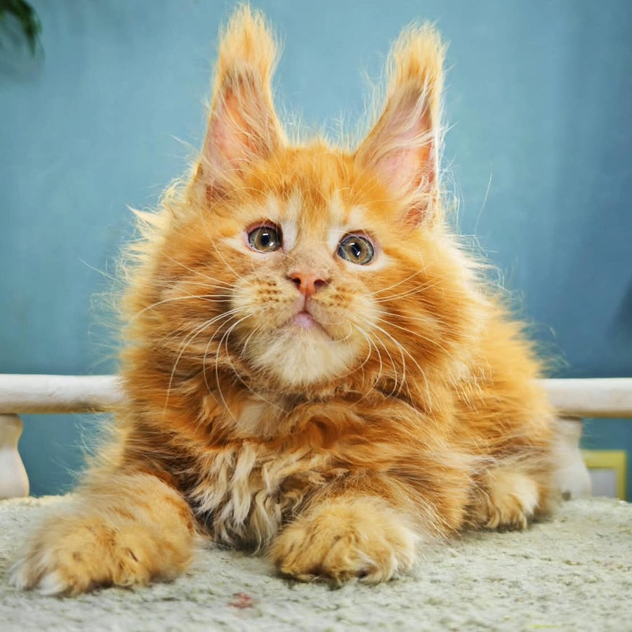 Iva Maine Coon female, red