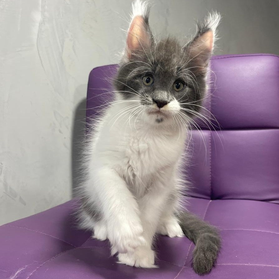Semyon Maine Coon male, blue bicolour