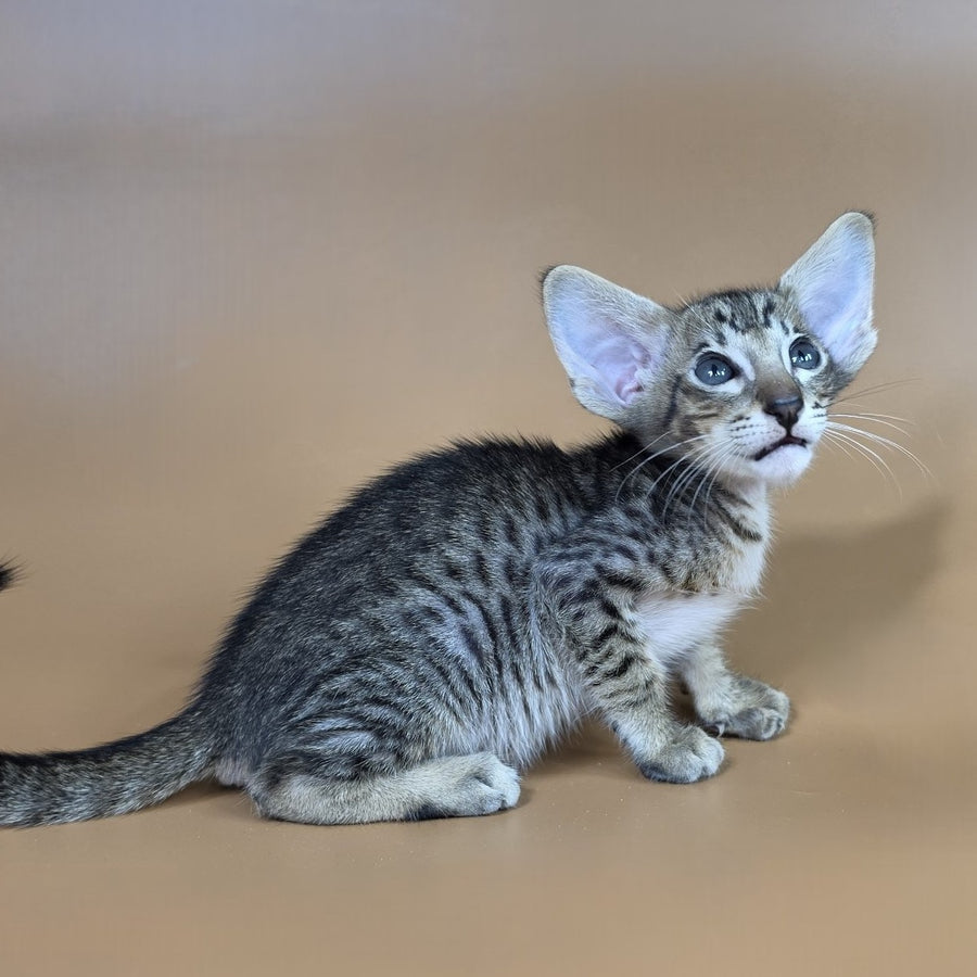 Brawnie Oriental Shorthair male, black spotted tabby