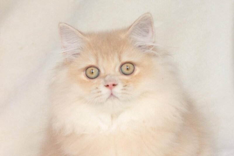 Jazz British Longhair male, cream golden chinchilla