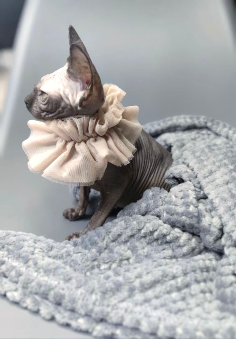 Darly Canadian Sphynx female, black