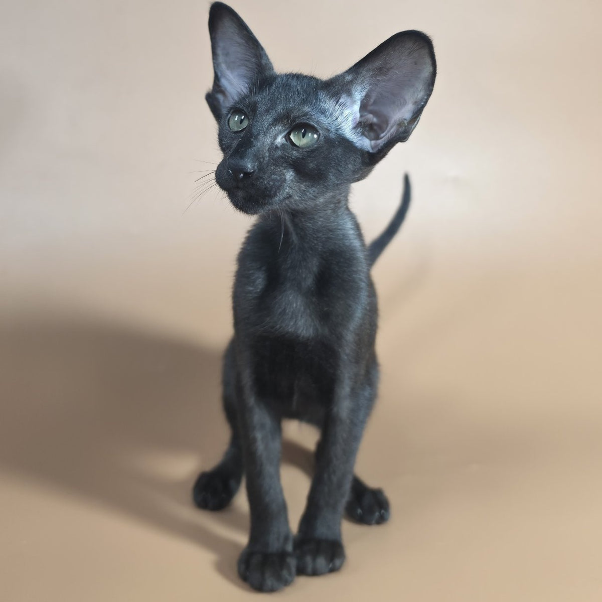 Juno Siamese female, black