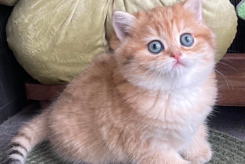 Winny British Shorthair male black golden spotted tabby - live animals