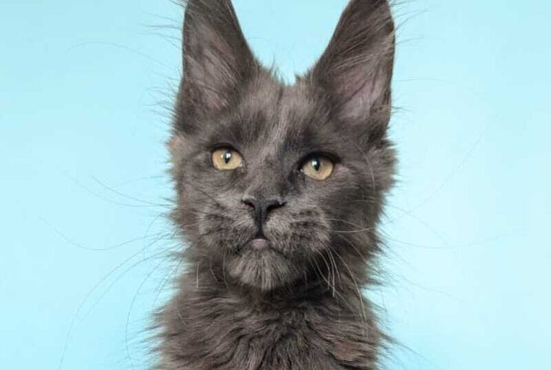 Baron Maine Coon polydactyl male, blue