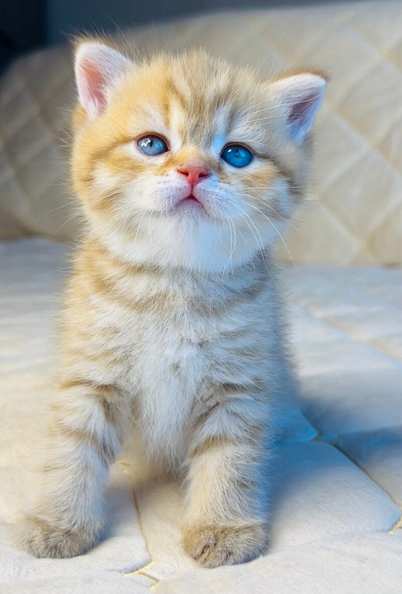 Evelyn British Shorthair female, cinnamon golden spotted tabby