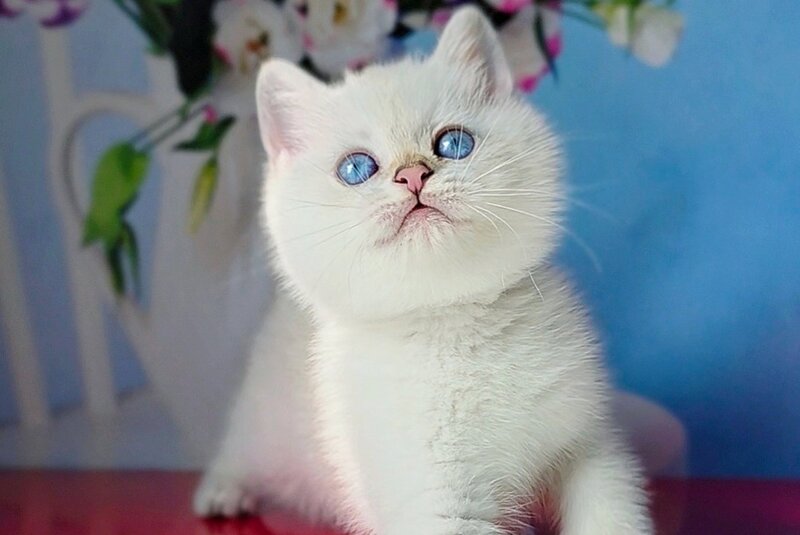 Diana British Shorthair female, black golden shaded pointed