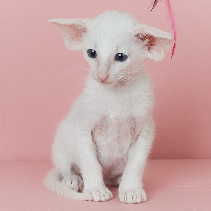 Wookie-Woo Oriental Shorthair male, white