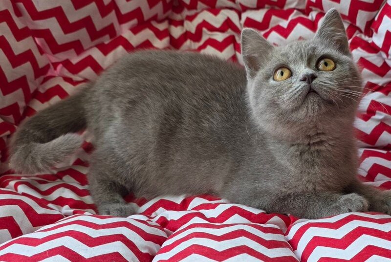 Selena British Shorthair female, lilac
